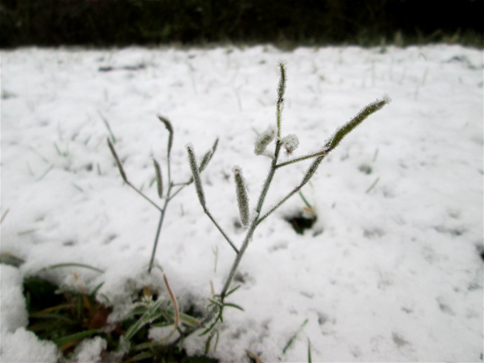 Vereister Schmalblättriger Doppelsame oder Wilde Rauke (Diplotaxis tenuifolia) am Stadtrand von Hockenheim nach dem Wintereinbruch am 1. Dezember 2017