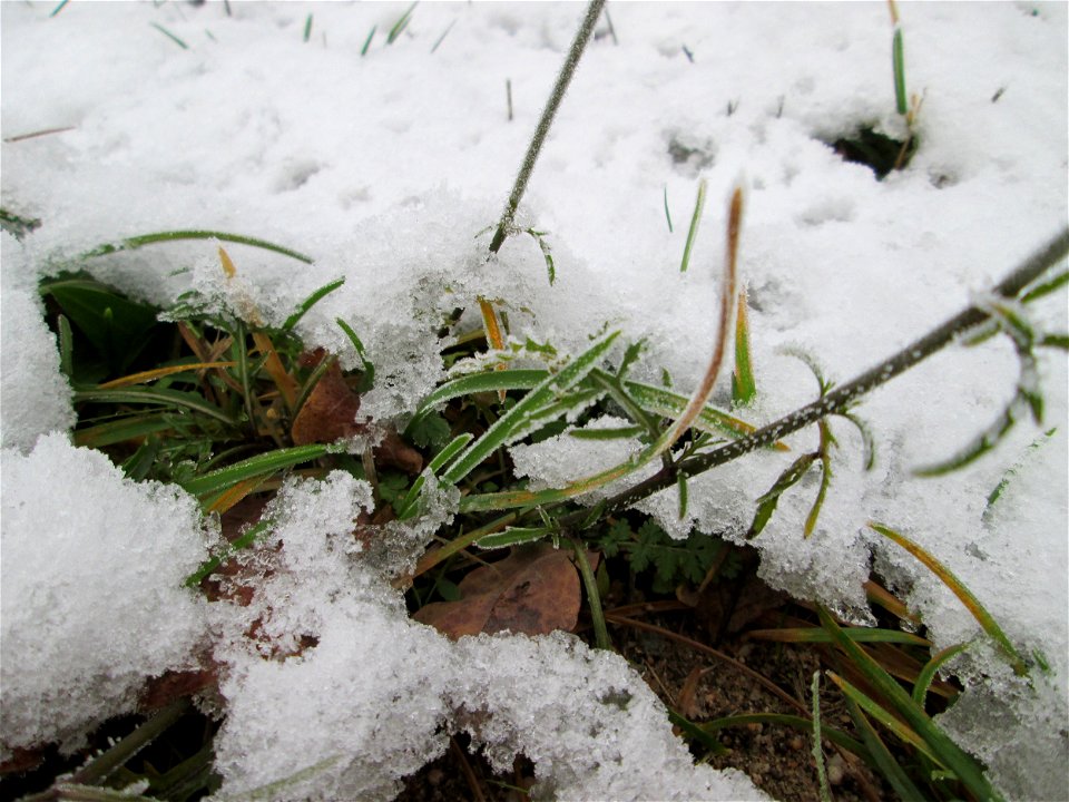 Vereister Schmalblättriger Doppelsame oder Wilde Rauke (Diplotaxis tenuifolia) am Stadtrand von Hockenheim nach dem Wintereinbruch am 1. Dezember 2017