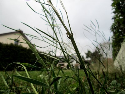 Schmalblättriger Doppelsame oder Wilde Rauke (Diplotaxis tenuifolia) in Hockenheim