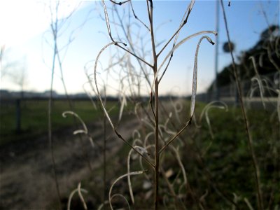 Mumienbotanik: Silique vom Schmalblättrigen Doppelsame oder Wilde Rauke (Diplotaxis tenuifolia) auf einer Parkplatzwiese am Nordring in Hockenheim - in Deutschland seit 1768 als Neophyt nachgewiesen, 
