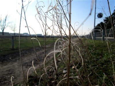 Mumienbotanik: Silique vom Schmalblättrigen Doppelsame oder Wilde Rauke (Diplotaxis tenuifolia) auf einer Parkplatzwiese am Nordring in Hockenheim - in Deutschland seit 1768 als Neophyt nachgewiesen, 