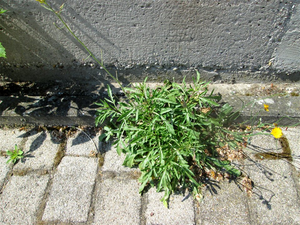 Ritzenbotanik: Schmalblättriger Doppelsame oder Wilde Rauke (Diplotaxis tenuifolia) auf Pflasterstein in Hockenheim - eingeschleppt aus Südeuropa -  in Deutschland seit 1768 als Neophyt nachgewiesen