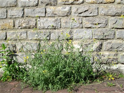 Ritzenbotanik: Schmalblättriger Doppelsame oder Wilde Rauke (Diplotaxis tenuifolia) auf Pflasterstein in Hockenheim - eingeschleppt aus Südeuropa -  in Deutschland seit 1768 als Neophyt nachgewiesen