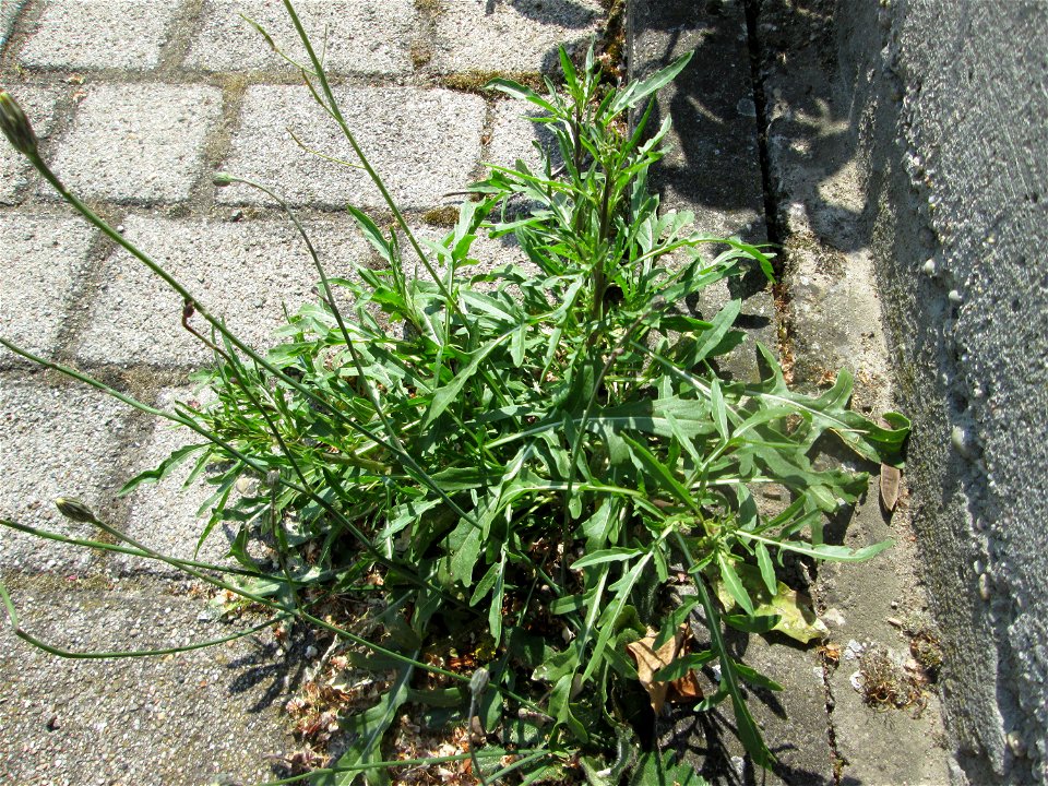 Ritzenbotanik: Schmalblättriger Doppelsame oder Wilde Rauke (Diplotaxis tenuifolia) auf Pflasterstein in Hockenheim - eingeschleppt aus Südeuropa -  in Deutschland seit 1768 als Neophyt nachgewiesen