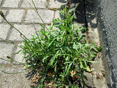 Ritzenbotanik: Schmalblättriger Doppelsame oder Wilde Rauke (Diplotaxis tenuifolia) auf Pflasterstein in Hockenheim - eingeschleppt aus Südeuropa -  in Deutschland seit 1768 als Neophyt nachgewiesen