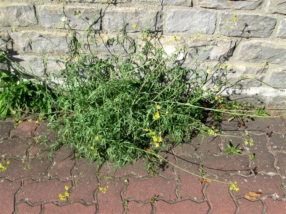 Ritzenbotanik: Schmalblättriger Doppelsame oder Wilde Rauke (Diplotaxis tenuifolia) auf Pflasterstein in Hockenheim - eingeschleppt aus Südeuropa -  in Deutschland seit 1768 als Neophyt nachgewiesen