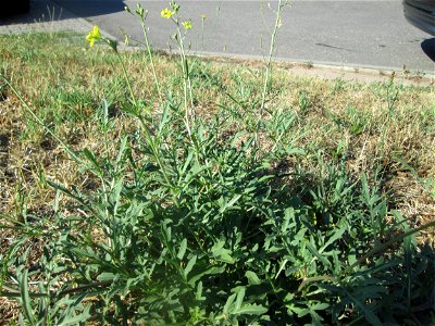 Schmalblättriger Doppelsame oder Wilde Rauke (Diplotaxis tenuifolia) am Straßenrand in Hockenheim