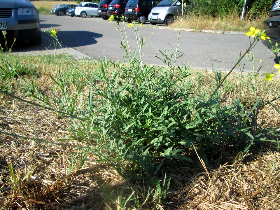 Schmalblättriger Doppelsame oder Wilde Rauke (Diplotaxis tenuifolia) am Straßenrand in Hockenheim