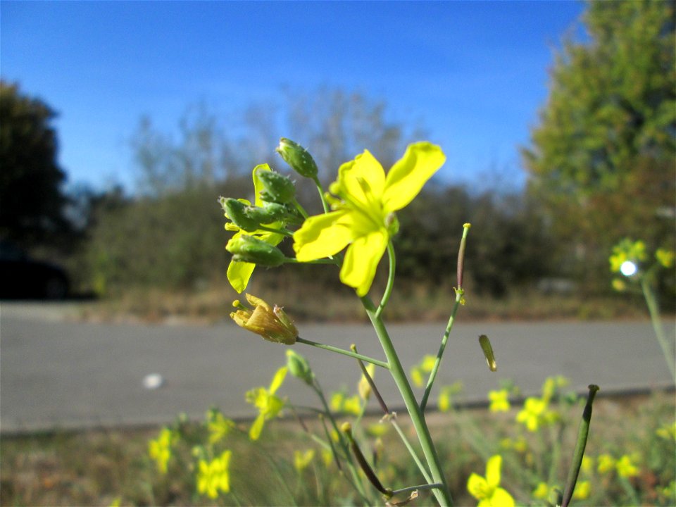 Schmalblättriger Doppelsame oder Wilde Rauke (Diplotaxis tenuifolia) am Straßenrand in Hockenheim