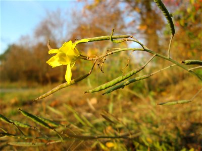 Schmalblättriger Doppelsame oder Wilde Rauke (Diplotaxis tenuifolia) in Hockenheim