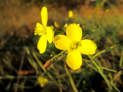 Schmalblättriger Doppelsame oder Wilde Rauke (Diplotaxis tenuifolia) in Hockenheim