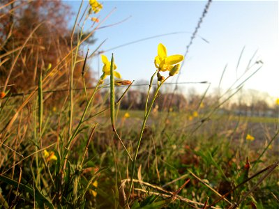 Schmalblättriger Doppelsame oder Wilde Rauke (Diplotaxis tenuifolia) in Hockenheim