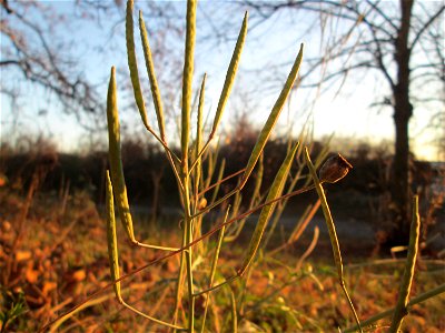 Schmalblättriger Doppelsame oder Wilde Rauke (Diplotaxis tenuifolia) an der Böschung der A61 bei Hockenheim - in Deutschland seit 1768 als Neophyt nachgewiesen