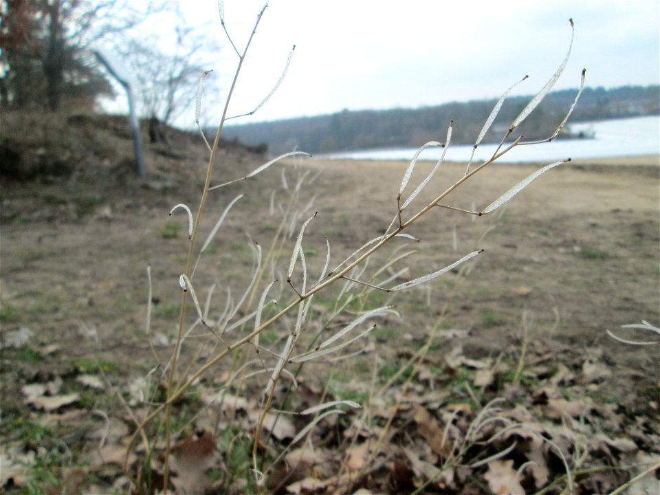Schmalblättriger Doppelsame oder Wilde Rauke (Diplotaxis tenuifolia) auf dem Dreieichenbuckel im Naturschutzgebiet „Oftersheimer Dünen“