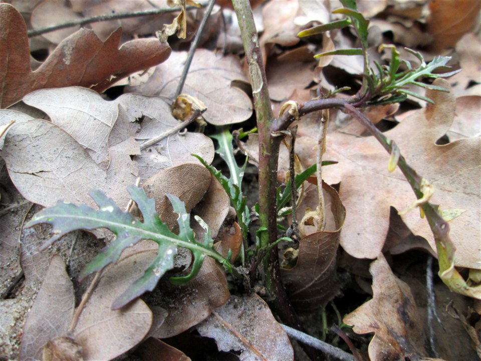 Schmalblättriger Doppelsame oder Wilde Rauke (Diplotaxis tenuifolia) auf dem Dreieichenbuckel im Naturschutzgebiet „Oftersheimer Dünen“