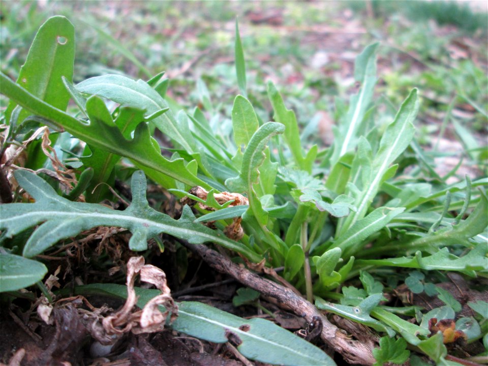Grundblätter vom Schmalblättrigen Doppelsamen (Diplotaxis tenuifolia), auch als Wilde Rauke oder Rucola bekannt am Rand einer Parkplatzwiese in Hockenheim
