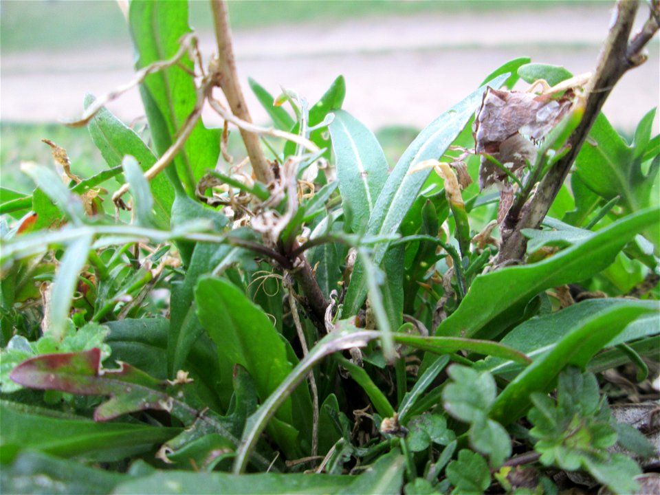 Grundblätter vom Schmalblättrigen Doppelsamen (Diplotaxis tenuifolia), auch als Wilde Rauke oder Rucola bekannt am Rand einer Parkplatzwiese in Hockenheim