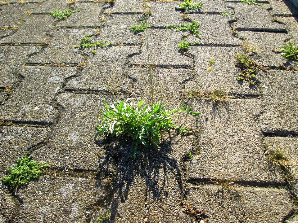 Schmalblättriger Doppelsame oder Wilde Rauke (Diplotaxis tenuifolia) am Bahnhof Hockenheim