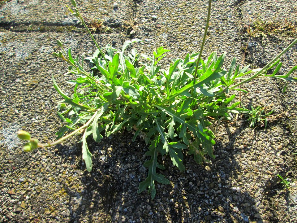 Schmalblättriger Doppelsame oder Wilde Rauke (Diplotaxis tenuifolia) am Bahnhof Hockenheim
