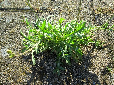 Schmalblättriger Doppelsame oder Wilde Rauke (Diplotaxis tenuifolia) am Bahnhof Hockenheim