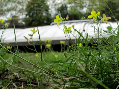 Schmalblättriger Doppelsame oder Wilde Rauke (Diplotaxis tenuifolia) am Saarufer im Bürgerpark Saarbrücken - eingeschleppt aus Südeuropa -  in Deutschland seit 1768 als Neophyt nachgewiesen