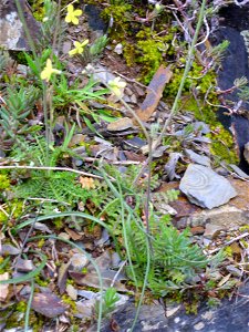 Diplotaxis tenuifolia habit, Sierra Madrona, Spain