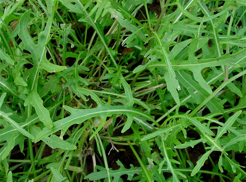 Diplotaxis tenuifolia, leaves, Untereisesheim, Germany