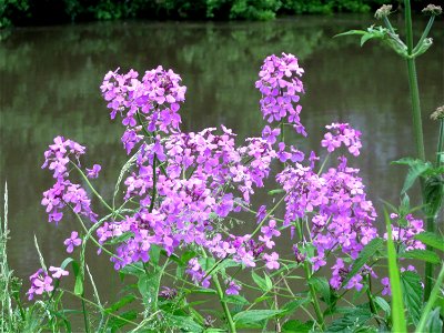 Gewöhnliche Nachtviole (Hesperis matronalis) in der Saaraue Güdingen