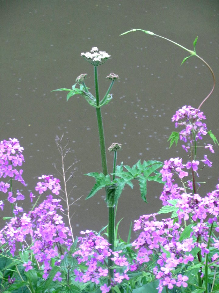 Gewöhnliche Nachtviole (Hesperis matronalis) in der Saaraue Güdingen