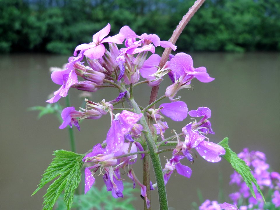 Gewöhnliche Nachtviole (Hesperis matronalis) in der Saaraue Güdingen