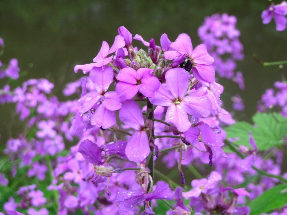 Gewöhnliche Nachtviole (Hesperis matronalis) in der Saaraue Güdingen