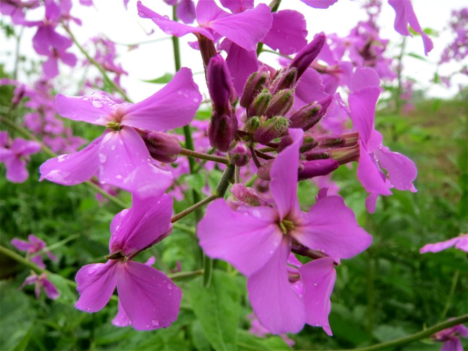 Gewöhnliche Nachtviole (Hesperis matronalis) in der Saaraue Güdingen
