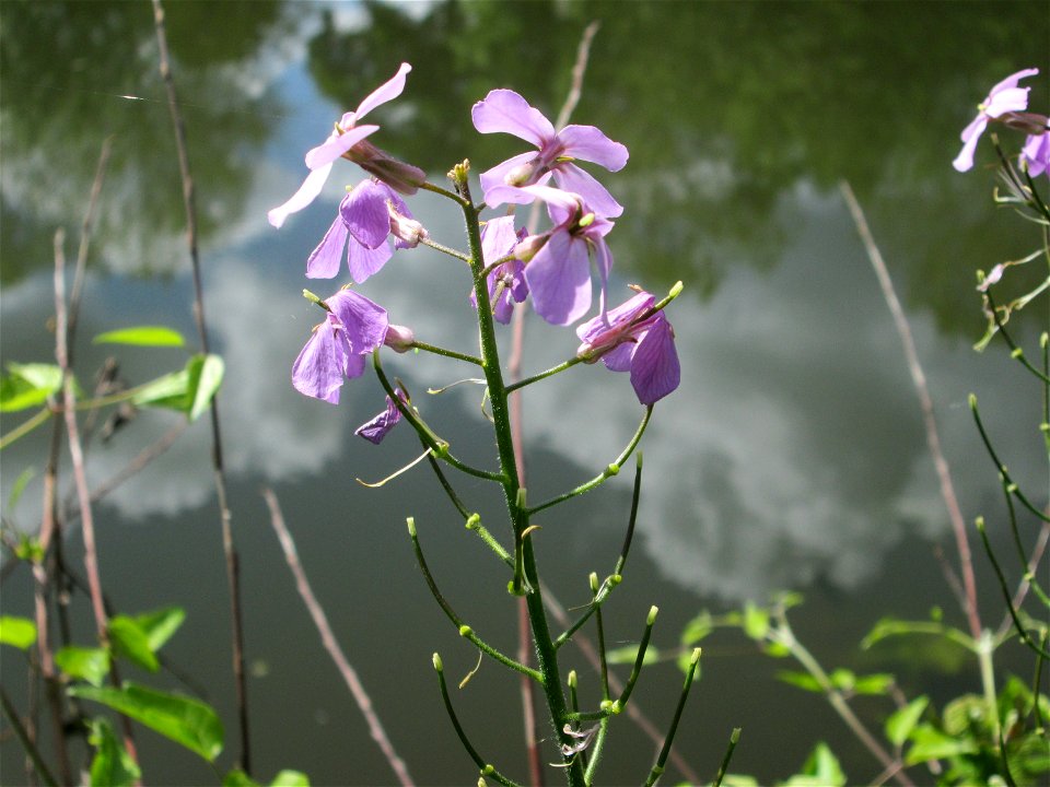 Gewöhnliche Nachtviole (Hesperis matronalis) an der Saar in Saarbrücken