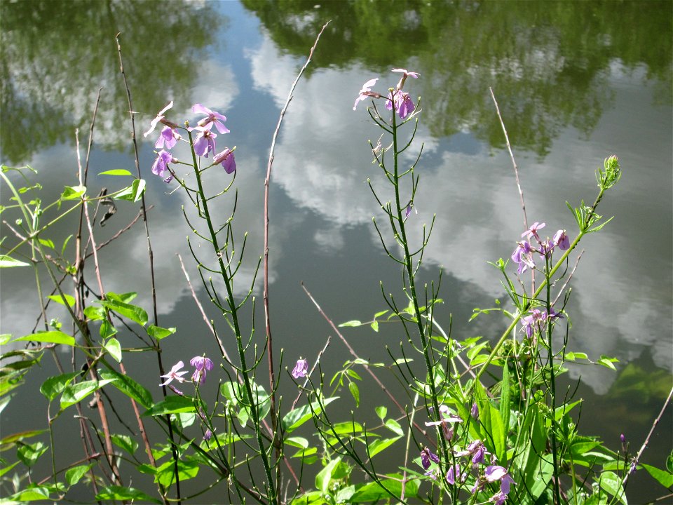 Gewöhnliche Nachtviole (Hesperis matronalis) an der Saar in Saarbrücken