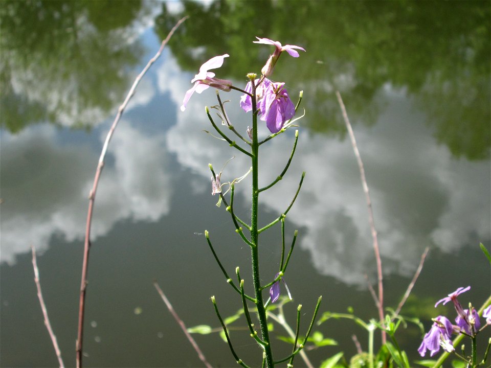 Gewöhnliche Nachtviole (Hesperis matronalis) an der Saar in Saarbrücken