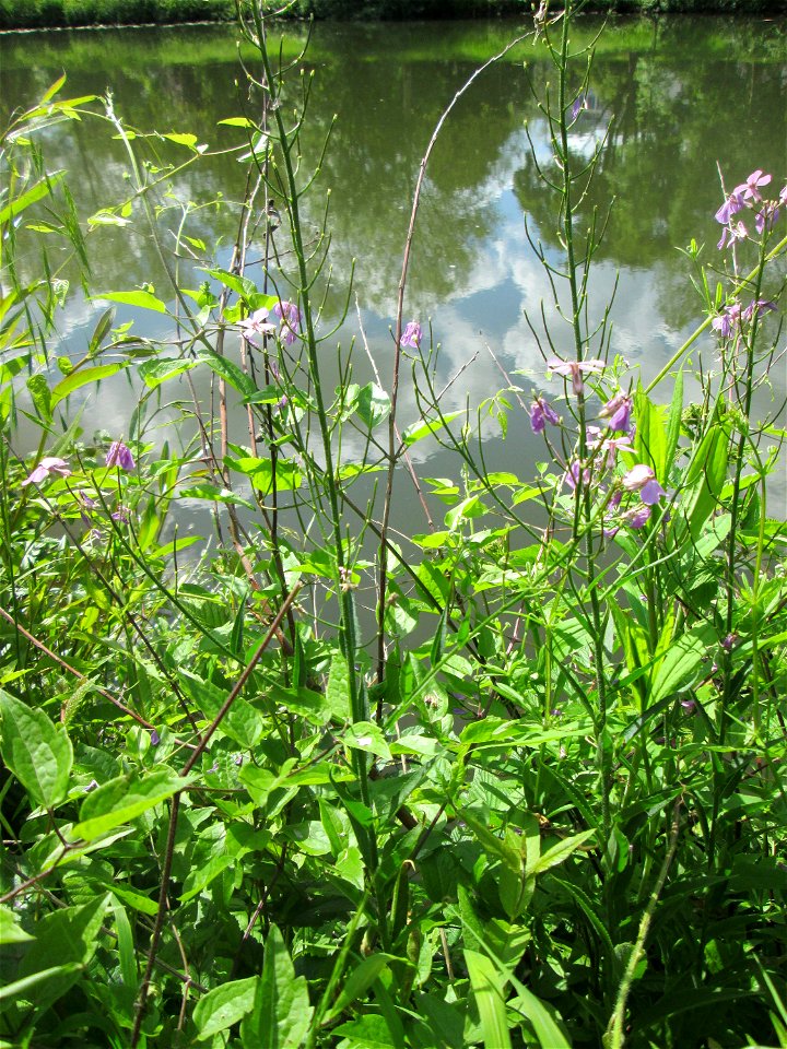 Gewöhnliche Nachtviole (Hesperis matronalis) an der Saar in Saarbrücken
