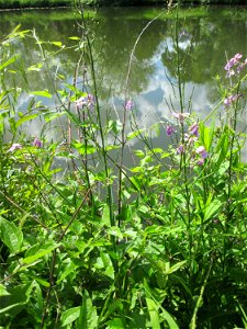 Gewöhnliche Nachtviole (Hesperis matronalis) an der Saar in Saarbrücken