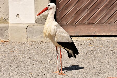 Plumage nature animals photo