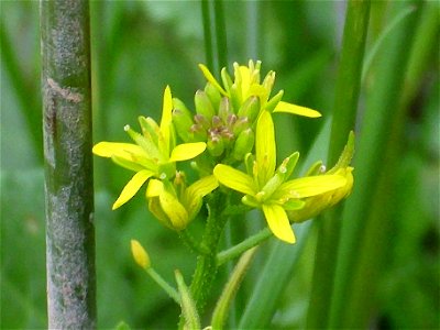 Descurainia sophia flowers close up, Montoro river, Sierra Madrona, Spain