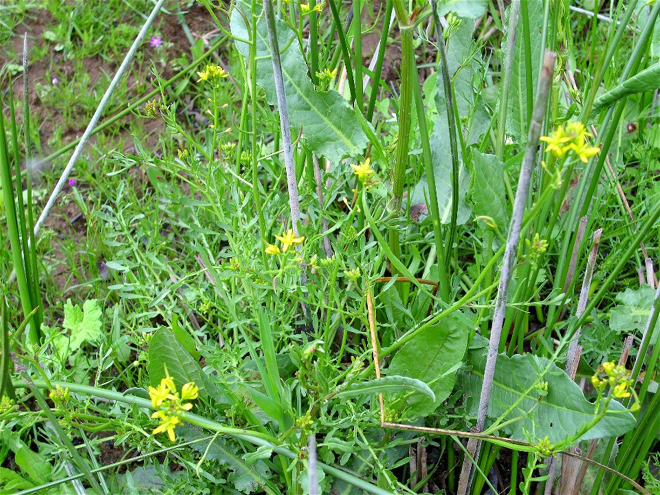 Descurainia sophia habitat, Sierra Madrona, Spain