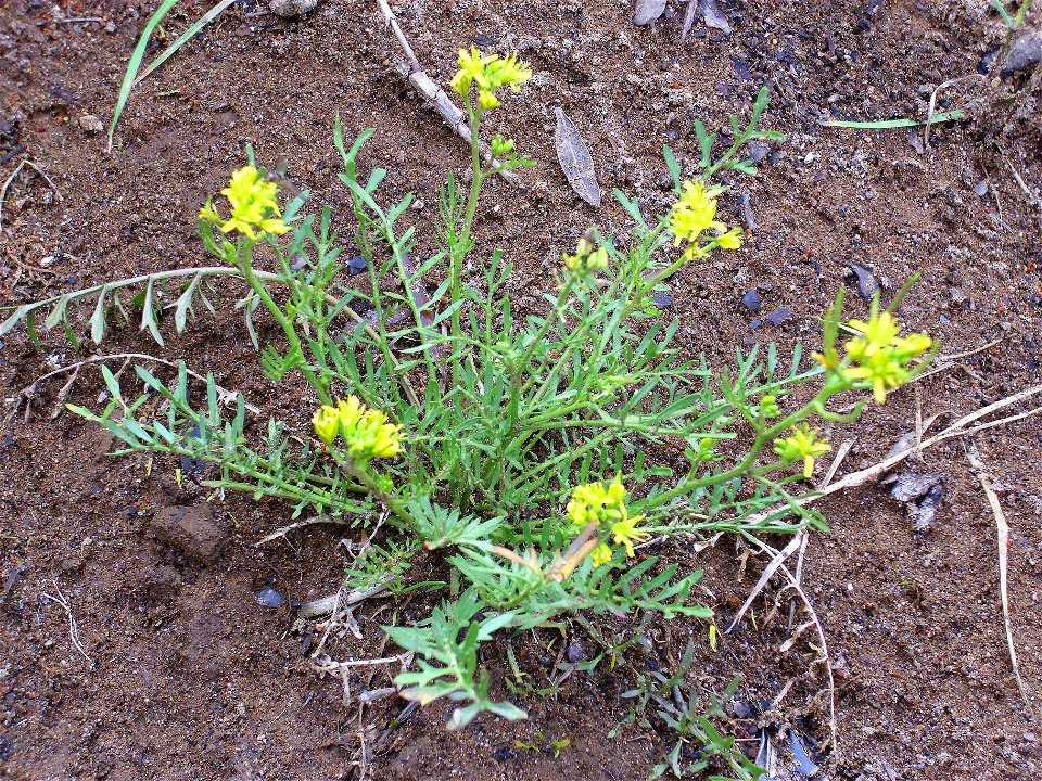 Descurainia sophia habit, Montoro river, Sierra Madrona, Spain