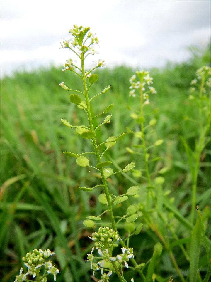 Acker-Hellerkraut (Thlaspi arvense) bei Reilingen