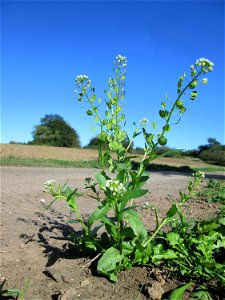 Acker-Hellerkraut (Thlaspi arvense) auf der Bischmisheimer Höhe
