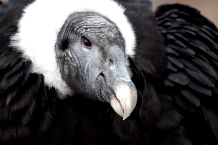 Bengalensis gyps fulvus wild bird portrait photo