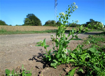 Acker-Hellerkraut (Thlaspi arvense) auf der Bischmisheimer Höhe