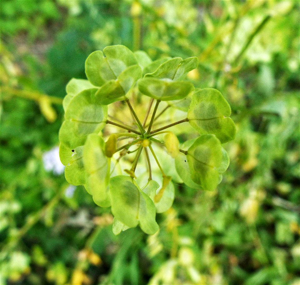 Small seed pods on from the top of a very long stem