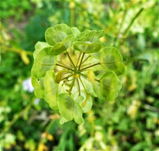 Small seed pods on from the top of a very long stem