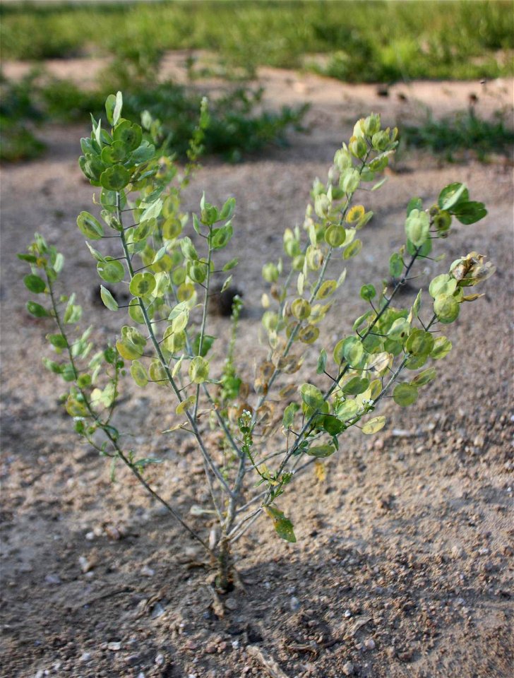 Thlaspi arvense, Brno Dam