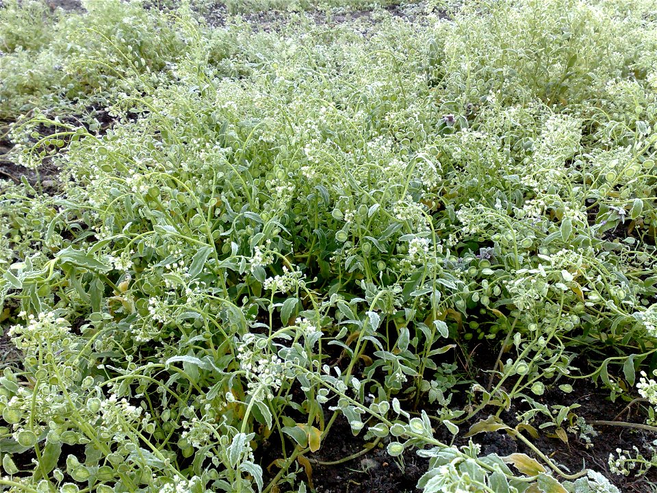 Field pennycress (Thlaspi arvense) caught by early frost, Tjörn, Sweden.