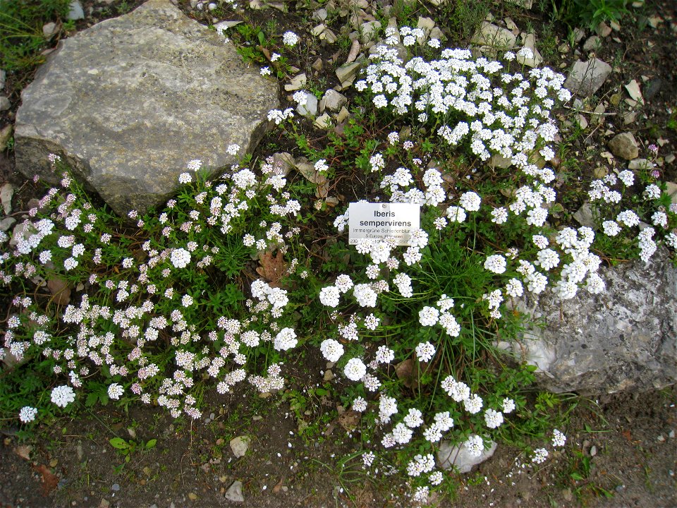 Iberis sempervirens specimen, in the Botanischer Garten, Berlin-Dahlem (Berlin Botanical Garden), Berlin, Germany.